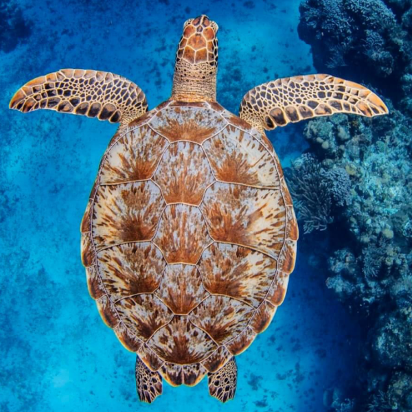 Cozumel island scenery